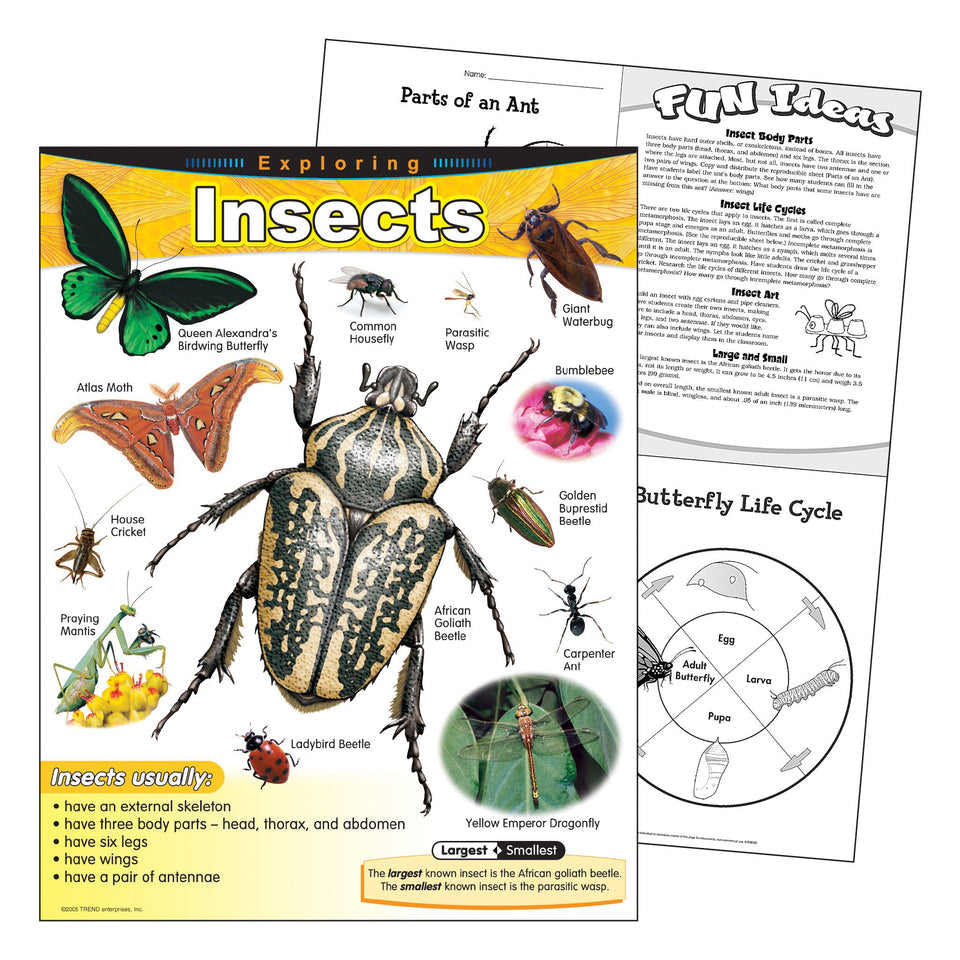 Exploring Insects Learning Chart