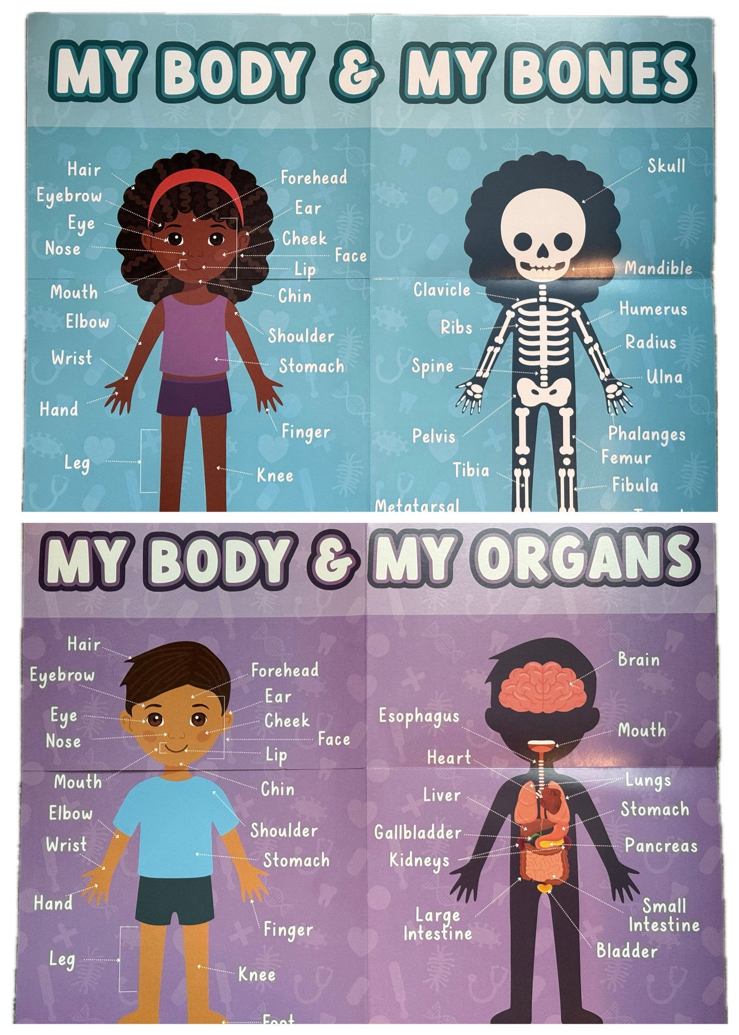 My Body & My Bones Educational Charts. 2 ct.