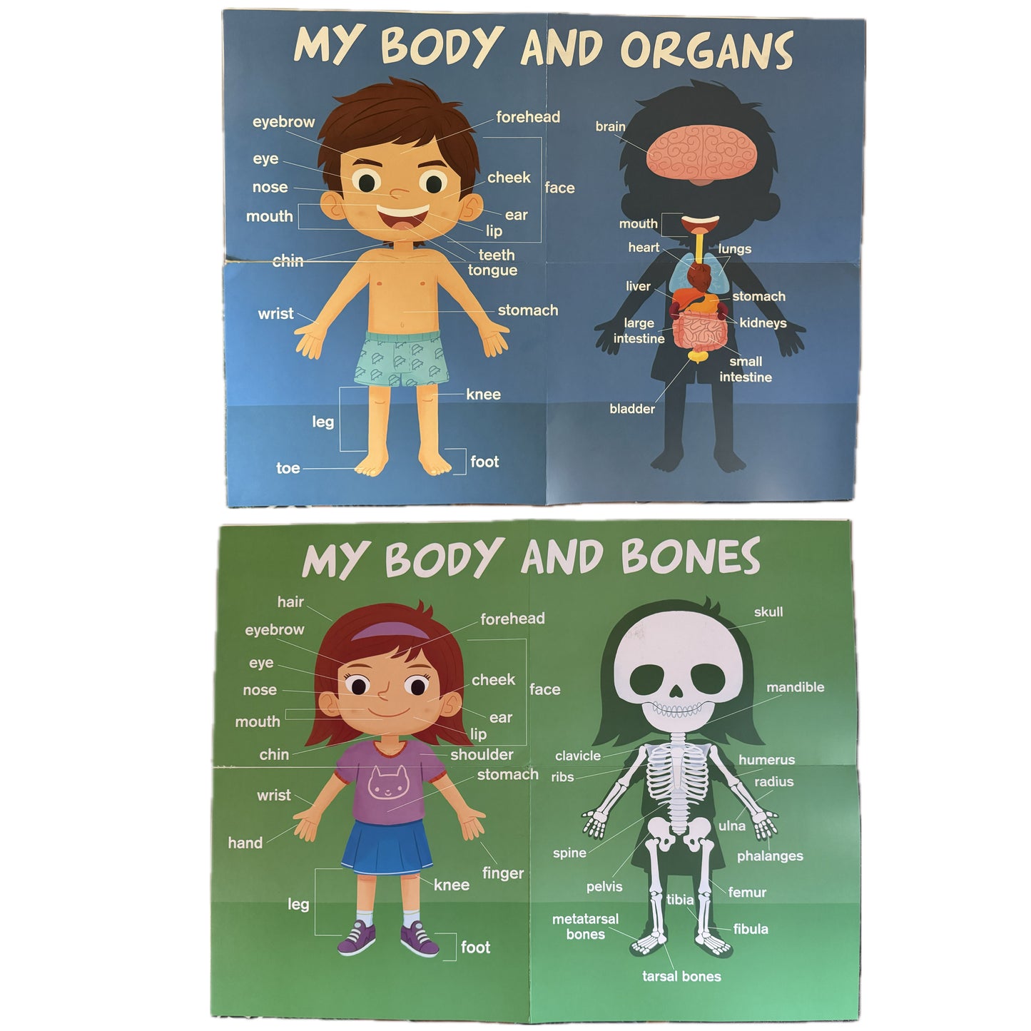 My Body Educational Charts. 2 pieces