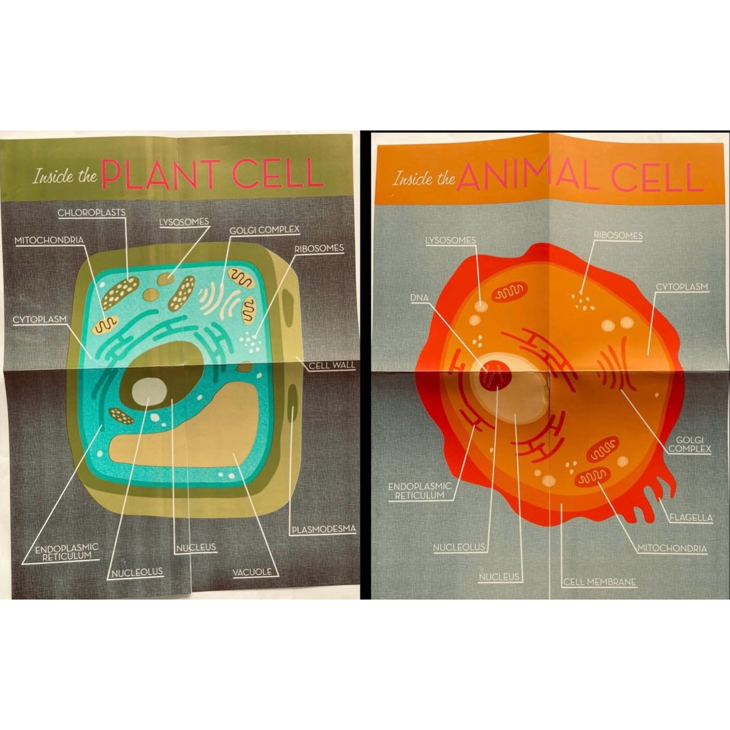 Plant & Animal Cells Educational Charts. 2 pieces
