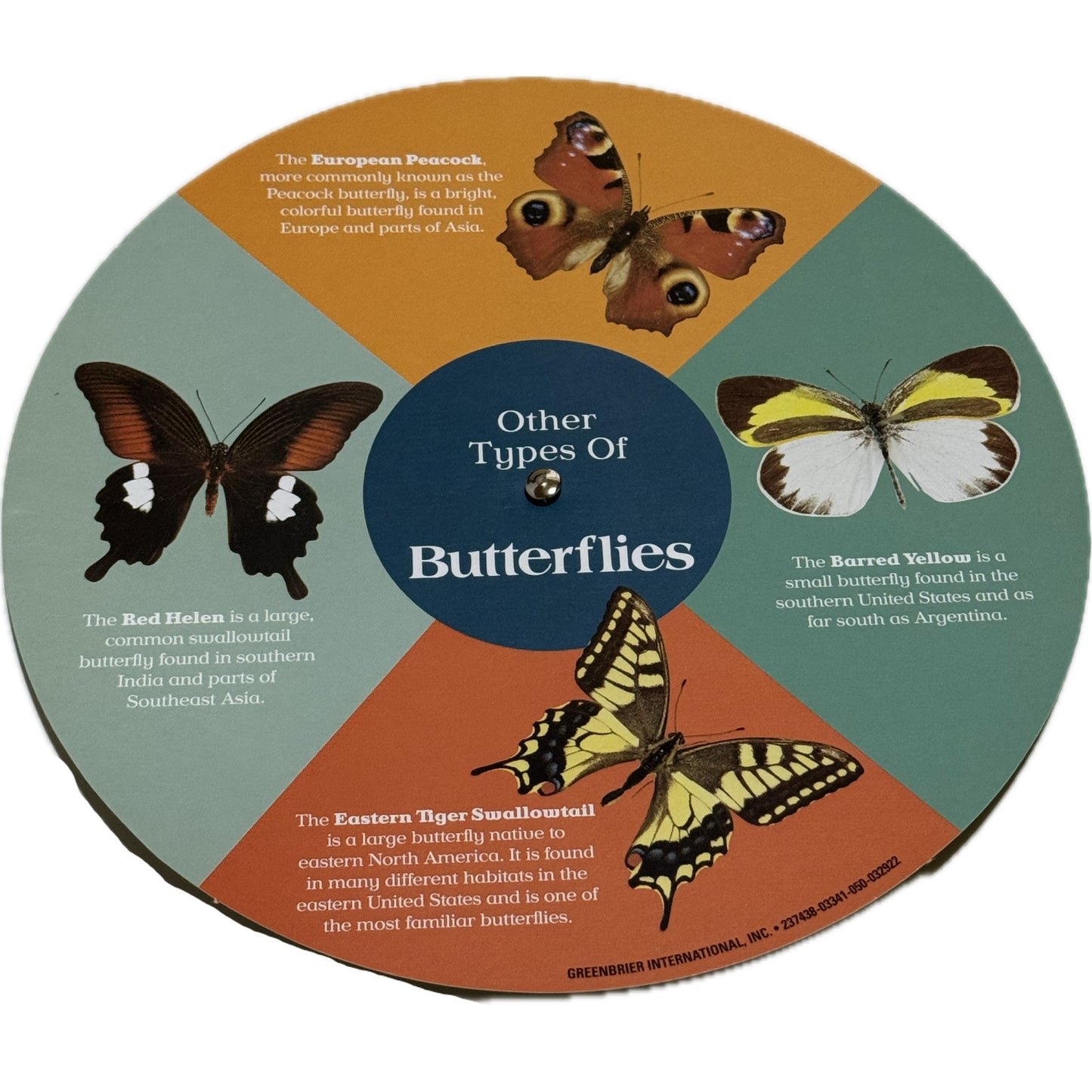 Educational Spinner - Lifecycle of a Butterfly