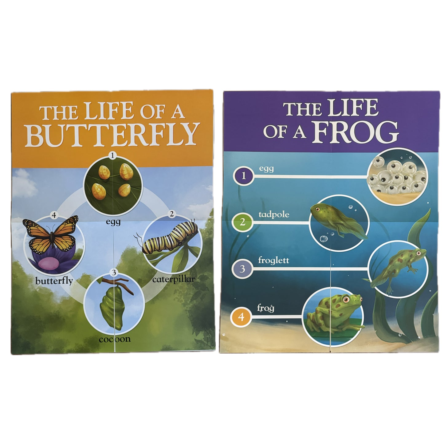Life Cycle of a Butterfly & Frog Educational Charts. 2 pieces
